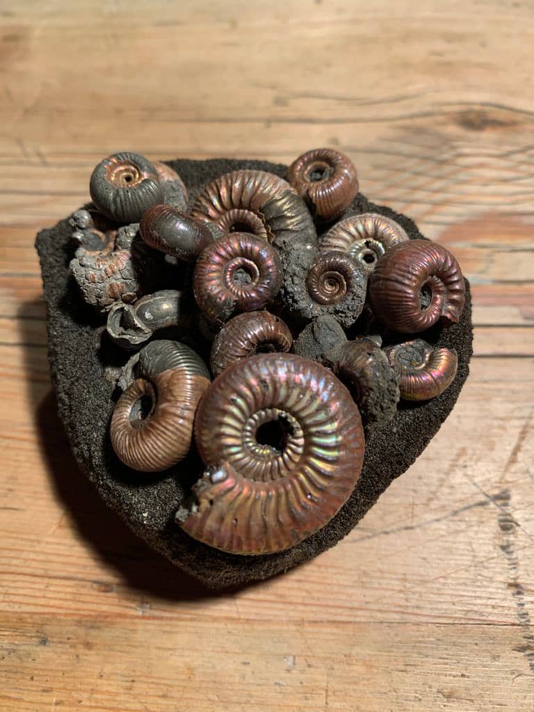 15 small iridescent ammonites shine in purple and gold hues and sit upon an ichthyosaur vertebra fossil
