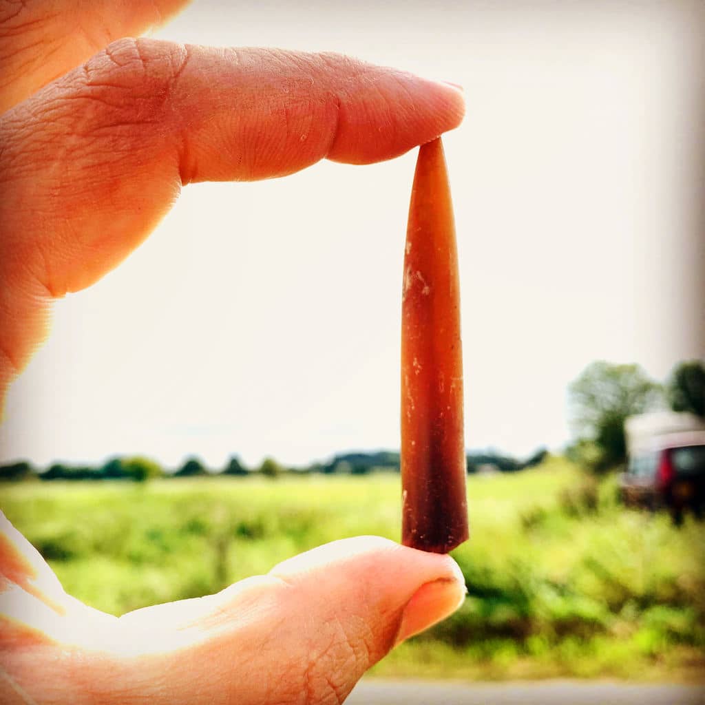 A hand holding a belemnite fossil found on a fossil hunting field trip in england